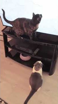 Cats Watch Lizard Video for Cats on TV #catshorts #lizard #catplaying #catfail