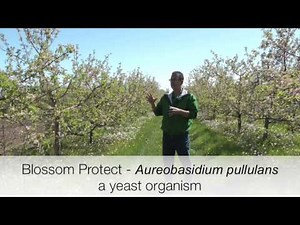 Biological Control of Fire Blight