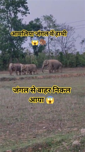 आमलिया जंगल में हाथी 😱⚠️ जंगल से बाहर निकल आया 😱#minivlog #shortvideo #nature