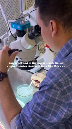 Plant Cell Technology on Instagram: "A weekend at the Houseplants Tissue Culture Master Class looks a little like this: hours inside the lab, hands-on practice under the flow hood, pouring media, inducing explants, and finally seeing your first cultures come to life. It’s two days of learning the exact techniques used in real tissue culture labs—how to sterilize properly, how to subculture cleanly, how to multiply your favorite houseplants, and how to take them ex vitro successfully. If you’ve e