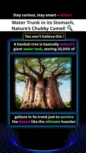 Nature’s Water Tank The Baobab Tree!, water storing tree, #facts #shorts #viralshorts