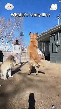 When your dog sees a ball and nothing else in the world matters 🐶😂 #BallIsLife #FetchAddict #Playtim