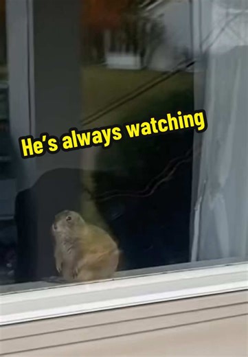 Prairie Dog Escapes and Watches from the Window