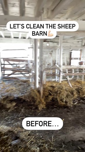 Recap of the big barn cleaning day! • Over the last two years we have been slowly renovating the 40 stanchion dairy barn into a sheep barn. The barn is from the mid 1800s which always causes unexpected challenges (for those that have older barns you know what I mean🤣). One of the challenges is the height clearance for the barn is 7 feet which limits your equipment selection to clean the barn out. • We finally found a skid steer that would fit and it was all hands on deck to pitch and scrap the 