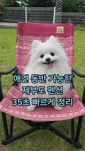 애견동반 가능한#제부도펜션#수풀리에휴가#할리우드펜션#내돈내산