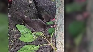 Plant Trichanthera In Open Spaces In Your Farm For Chicken, Goats In the vacant spaces of your farm, it is wise to grow Madre de Agua (sn: Trichanthera gigantea) a plant with very practical and multiple uses, especially if you raise goats, native pigs and chicken. Native to South America, Madre de Agua was introduced to the Philippines only in recent years and it grows well in Philippine conditions especially in partly shaded areas. With a protein content of up to 22% to 23%, Madre de Agua could