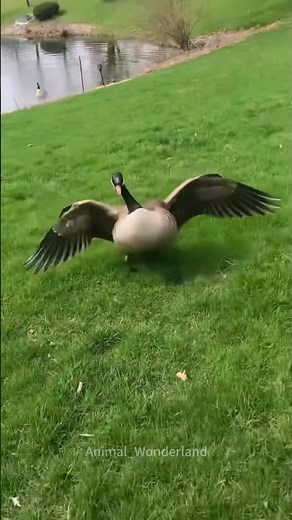 Angry goose vs human#animal#animallover#funny#fyp