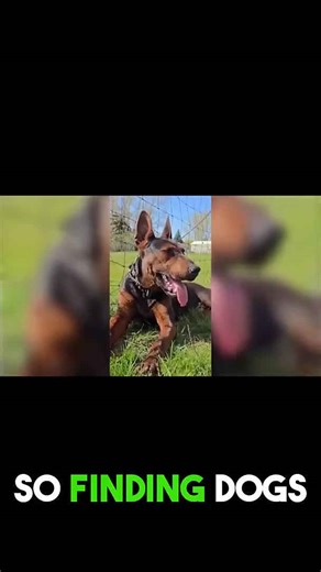 What makes the perfect IGP dog? Find out here!