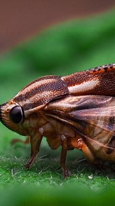 17K views · 672 reactions | A hopper alien look-like  #macro_dix #fypシ゚ #godoxlighting #omsystem #macro #macroworld #nature | Dix Balino | Facebook