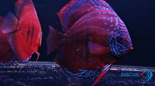 4K 📹 🇪🇬✨ The DiscusX Red Alenquere and ICA: Redefined. ✨🇹🇭 When you capture true beauty, words almost feel unnecessary. Yet, here we are, sharing a glimpse of the DiscusX Red Alenquere line—redefined and more captivating than ever. This isn't just another fish; it's a living canvas of vibrant, deep reds that dance under the light. Every scale tells a story of meticulous breeding, aiming for that perfect hue and unparalleled vitality. We've worked tirelessly to enhance their robust health an