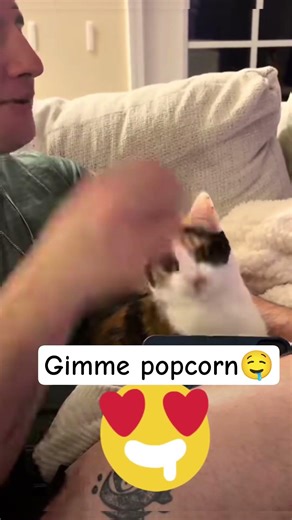 cat eating popcorn#cats #catshorts #catvideos #cat #catvideo #catlife #catmemes #lovecats #lovecat