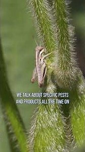 Here are Darren's simple guidelines for spraying insects.