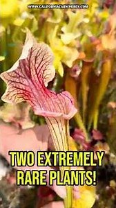 Two extremely rare Sarracenia
