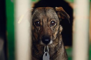 Are Rescue Dogs Grateful to be Adopted after Living in a Shelter?