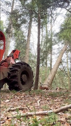 Hung up tree #logging #logger