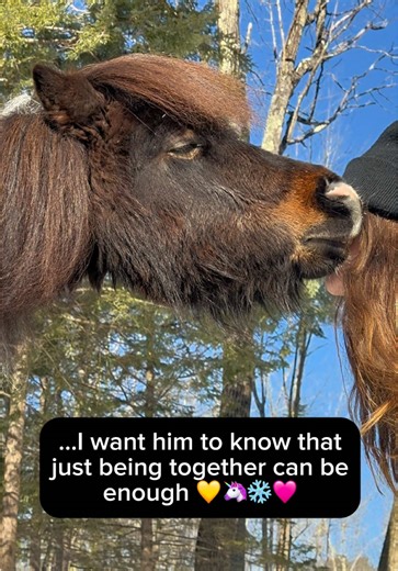 This is what our training looks like a lot of the time 🐴🤗🩷☀️ #alchemyacres #minihorses #miniaturehorses #horses #minhorse