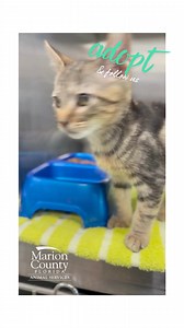 5.5K views · 140 reactions | SO many options at Marion County Animal Services! | Marion County Animal Services | Facebook