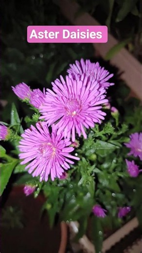 Aster Daisies