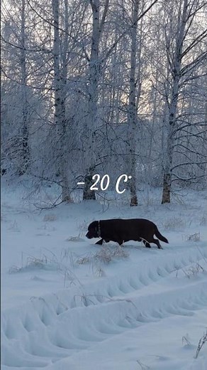 Labradorinnoutaja pakkaspäivänä -20 C° ❄️ #shorts#labradori#koira#pakkanen#lumi#talvi