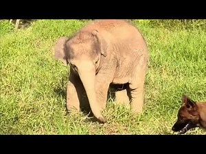 Sorry, Dog! This Baby Elephant Is Too BUSY Eating