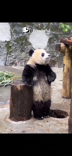 39K views · 7K reactions | Stand Up and Say Hello #panda bearnamed Yu Ai at SW China's #Chongqing Zoo | Pandaful | Facebook