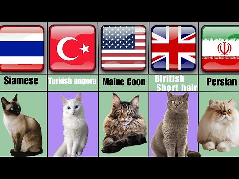 All Cats Breeds A-Z With Their Location Of Origin