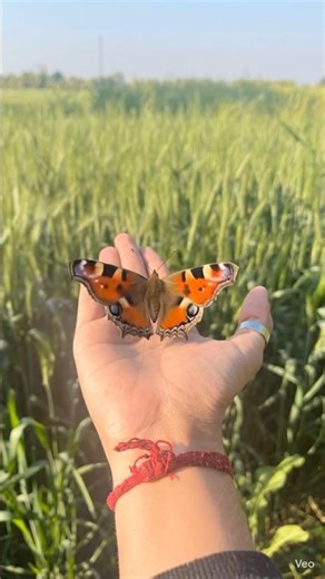 CUTE BUTTERFLY #butterfly #nature #naturelover