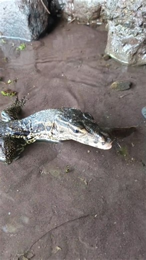 SNAKEHEAD FISH, SNAKEHEAD FISH CATCHING - SNAKEHEAD FISH #shorts #fish #channa #viralvideo