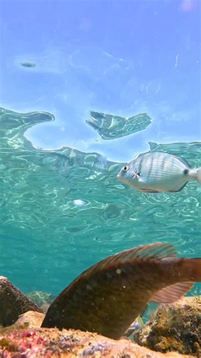 30 seconds of peaceful underwater life at Las Canteras beach in #GranCanaria. | Gran Canaria