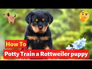 How to easily potty train Rottweiler puppy? Easy yet Effective Training method