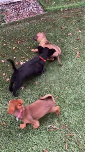 Jasper the Spaniel/Chihuahua mix