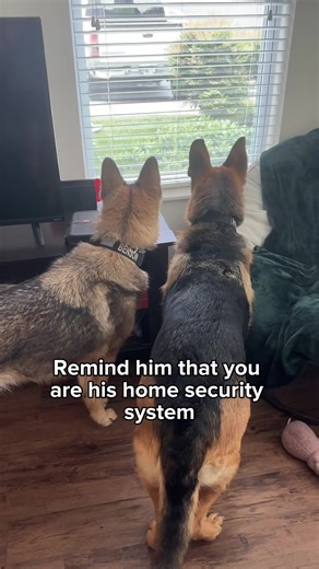 210K views · 7.8K reactions | Are you ready for more ✨Dog Math✨? | Best Boy Benson | Facebook