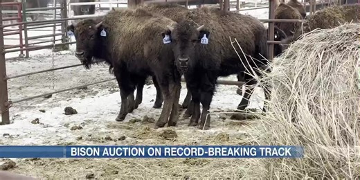 Annual Bison sale expected to set more records