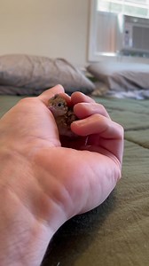 497K views · 10K reactions | I can say with confidence that California quail like Bell here are absolutely faster than button quail . I’ve never seen a bird move so fast in my life! Finn’s new children’s book is out! Fathenfarms.com #babyanimals #animallover #animals | Fat Hen Farms | Facebook
