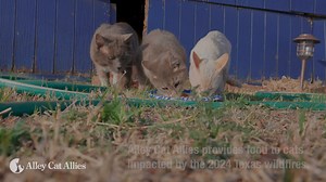 10K reactions · 2.5K shares | 퐔퐑퐆퐄퐍퐓! Cats affected by the Texas...