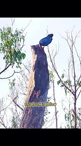 929818469309714____Making a way to attrack the female bird, these Birds are amazing | Marigoh Mboua Marcel Fondation | Facebook