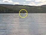 Loch Ness mystery: Long 'creature' spotted in infamous loch