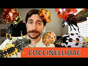 Coccinellidae: Lady Beetles - Family Spotlight