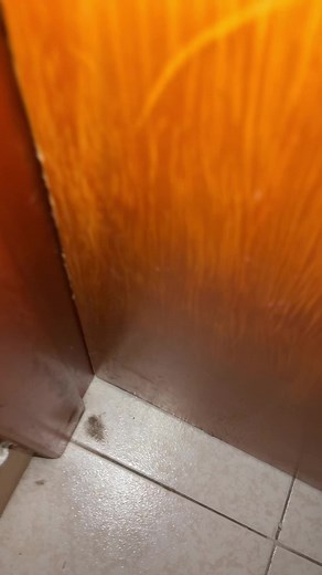 El perro Pachamama: meme y videos originales