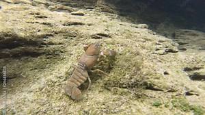 Underwater footage of signal crayfish (Pacifastacus leniusculus) is a North American species of crayfish. Invasive species. Clear river habitat.