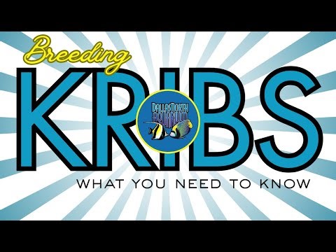 Breeding Kribs - What you need to know
