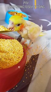 Cte Baby Want To Eat Himself. | Birds Shorts
