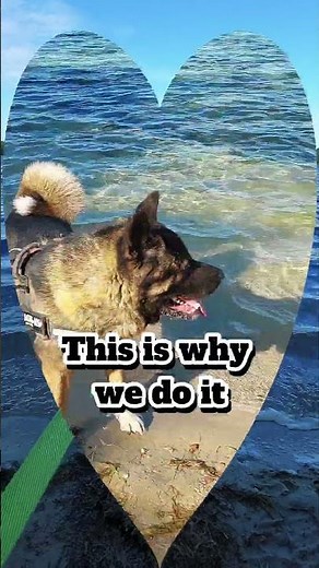 Paws in a Magical Paradise 🌊✨ | BLESCD Dogs Discover Hidden Worlds #shorts #love