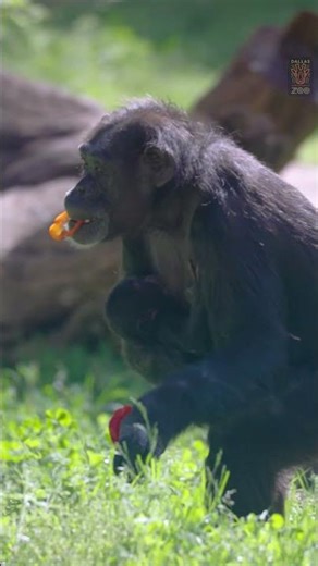Meet Amelia's new baby #dallaszoo #chimpanzee #baby