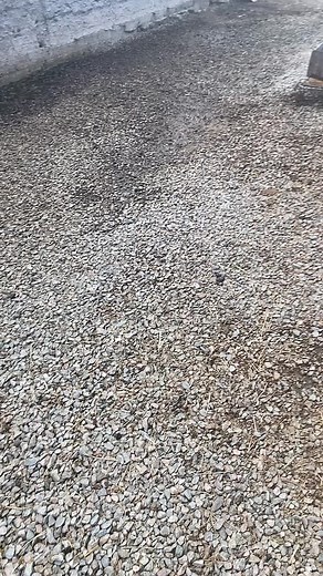 Exploring a Rustic Barn Full of Cows