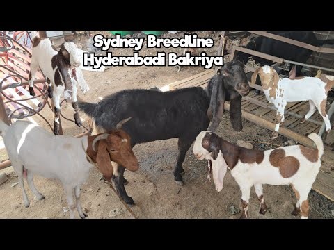 Sydney Breedline Hyderabadi Bakriya | Line Wale Bakriya | Boer Goat in Hassan Nagar | Hyderabad