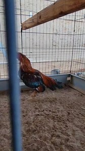 6 lbs and up to 7 1/2 lbs, pure boles asils | Bobby Boles Asil and lacy Roundheads