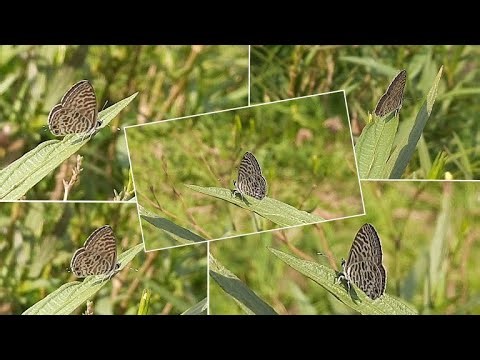 Zebra Blue Buttrerfly | कोकणचा निसर्ग | कोकणातील फुलपाखरे | Butterflies and moths from Kokan