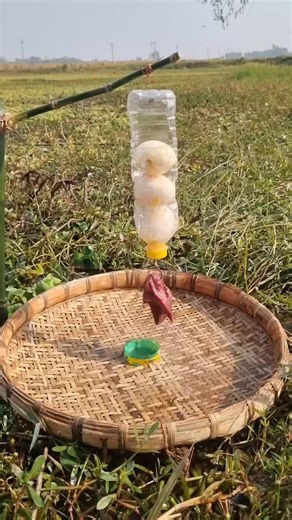 Wow amazing trap fishing video #fishing #video #trap