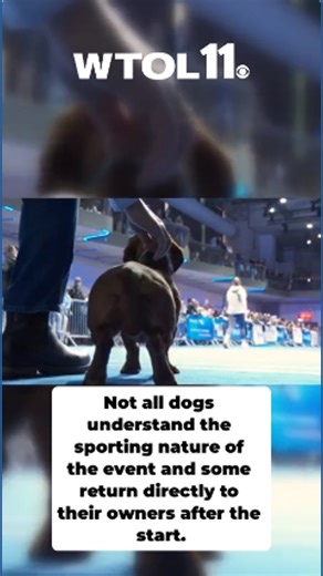 179K views · 4.7K reactions | More than 100 sausage dogs from Germany, Austria and Switzerland raced against the clock in Munich at the third international dachshund competition. | WTOL 11 | Facebook